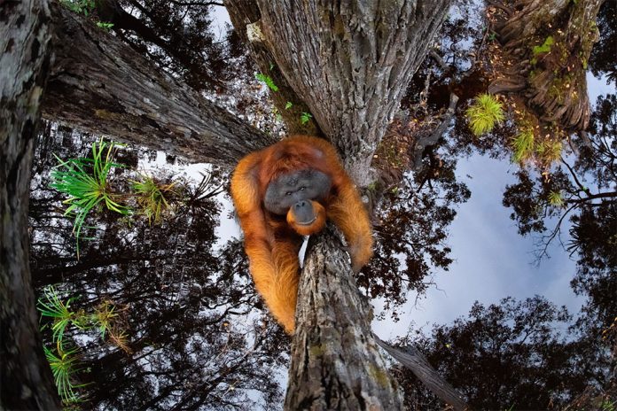 Büyük Ödül Kazanan, Altın - Yaşadıkları Ortamdaki Hayvanlar. 'Dünya Baş Aşağı Gidiyor'. Borneo orangutanı (Pongo pygmaeus), Tanjung Puting Milli Parkı, Borneo