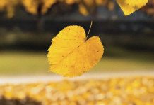 İSTANBUL’UN HAFIZASINA DOKUNAN BİR ROMAN: “BELKİ BİRİMİZ”