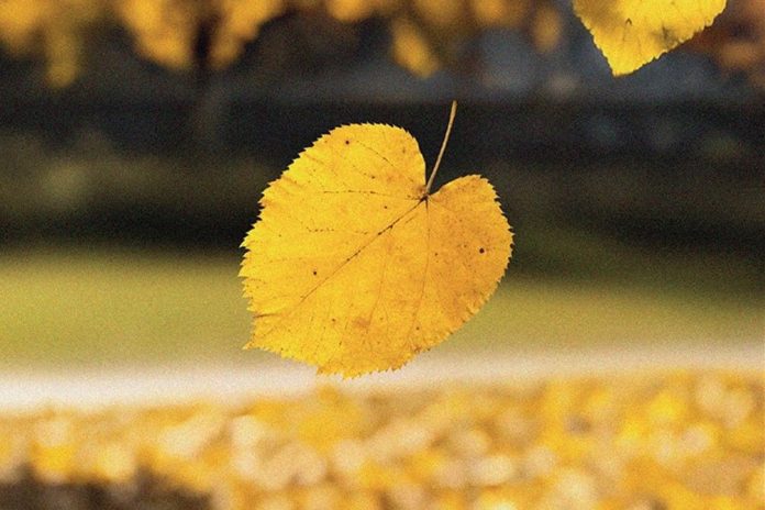 İSTANBUL'UN HAFIZASINA DOKUNAN BİR ROMAN-BELKİ BİRİMİZ