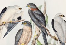 DOĞANIN KAYBOLAN SESLERİ PERA MÜZESİ’NDE YANKILANIYOR