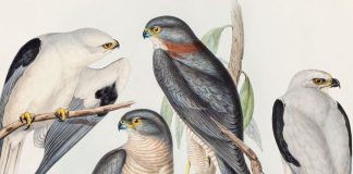 DOĞANIN KAYBOLAN SESLERİ PERA MÜZESİ’NDE YANKILANIYOR