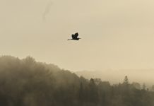 DÜNYAYLA MÜCADELEYE DAİR ÖYKÜLER: “BİR KIYIDA”