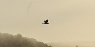 DÜNYAYLA MÜCADELEYE DAİR ÖYKÜLER: “BİR KIYIDA”