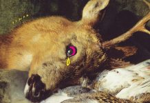 JOY WILLIAMS’IN KÜLT ROMANI “DİĞER ÇOCUK” TÜRKÇEDE